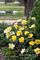 Shrub Rose, Grace N' Grit™ Yellow Tree #5 Container