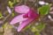 Magnolia, Susan Clump #7 Container