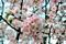 Cherry, Spring Wonder™ #15 Container