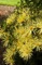 Chrysanthemum, Mammoth™ Yellow Quill #2 Container
