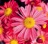 Chrysanthemum, Mammoth™ Coral Daisy #2 Container