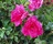 Shrub Rose, Flower Carpet® Pink Supreme #2 Container