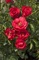 Shrub Rose, Flower Carpet® Scarlet #2 Container
