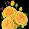 Hybrid Rose Tree, Julia Child™ #5 Container