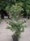 Pine, Parviflora Glauca #20 Container