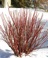 Dogwood, Arctic Fire Red #2 Container