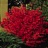 Euonymus, Fire Ball® #10 Container