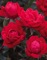 Shrub Rose, Knock Out® Double Red #2 Container