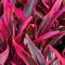 Cordyline, Red Hot Chili Pepper 6" Container