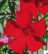 MANDEVILLA RED ST 6 IN