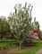 Crabapple, Adirondack 2" B&B