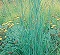Grass, Andropogon gerardii 4" Container