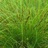 Grass, Carex vulpinoidea 4" Container