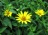 Heliopsis helianthoides 4" Container