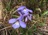Viola pedata 4" Container