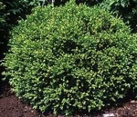 Boxwood, Chicagoland Green #5 Container