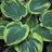 Hosta, Earth Angel #1 Container