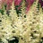 Astilbe, Vision in White #1 Container