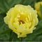 Paeonia, Itoh Sequestered Sunshine #5 Container