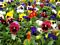 Pansy, Assorted Flat of 18