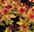 Spirea, Goldflame #5 Container