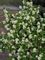 Serviceberry, Standing Ovation™ #10 Container