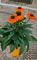 Echinacea, Artisan Soft Orange #1 Container
