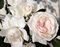 Rose, CL Arborose Honeymoon #2 Container