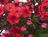 Phlox, Pan Flame® Coral #1 Container