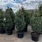 Spruce, Skinny Blue Genes #20 Container