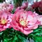 Paeonia, Itoh Old Rose Dandy #5 Container