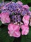 Hydrangea, Twist-and-Shout® #5 Container