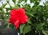 Hibiscus, Red Dragon® Patio Tree 12" Container