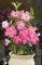 Mandevilla, Sun Parasol® Giant Pink Staked 9" Container