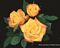 Hybrid Rose, Miniature Rainbow's End™ #2 Container