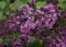 Lilac, Bloomerang Dark Purple Tree 30 IN Head