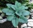 Hosta, Blueberry Muffin #1 Container