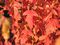 Maple, Compact Amur 6' B&B