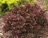 Barberry, Cabernet® #2 Container