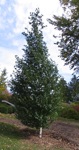Birch, Dakota Pinnacle® #15 Container