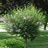 Lilac, Dwarf Korean Tree #15 Container