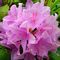 Rhododendron, Roseum Pink #3 Container
