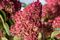 Hydrangea, Berry White Tree #10 Container