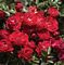 Shrub Rose, Drift® Red #2 Container