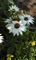 Echinacea, PowWow® White #1 Container