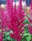 Astilbe, Fanal #1 Container