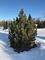 Pine, Mugo Tannenbaum 6' B&B