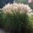Grass, Miscanthus Graziella #1 Container