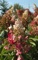 Hydrangea, Pinky Winky™ Tree #10 Container