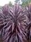 Cordyline, Burgundy Spire 12" Container